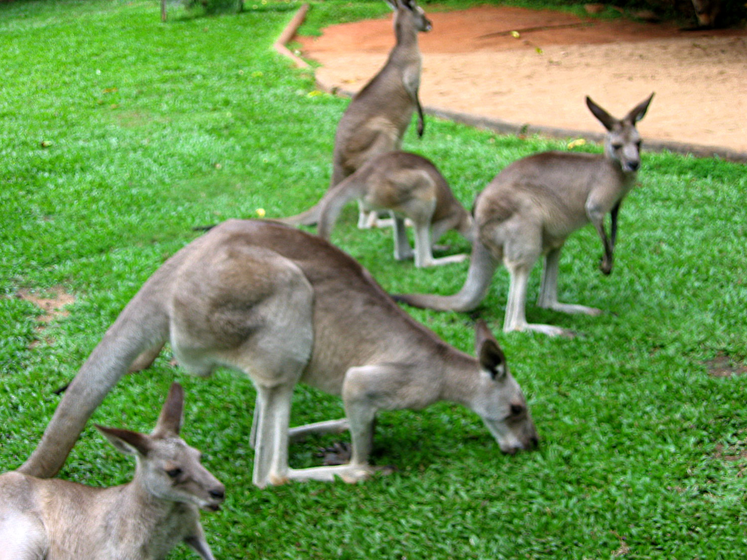 Amazing Wildlife of Australia