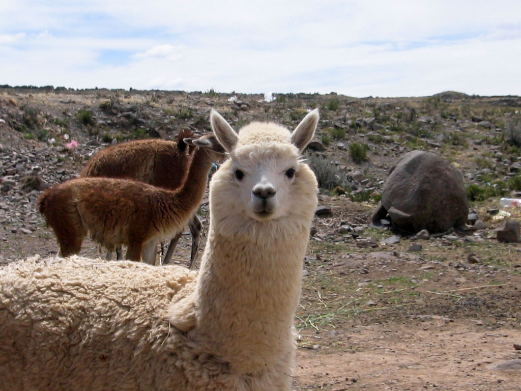 Peruvian Llamas